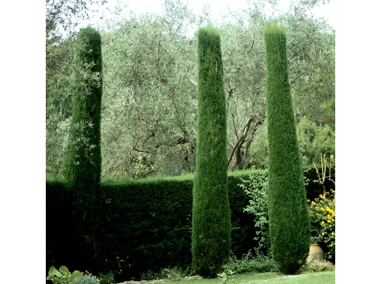 Alberi cipresso
