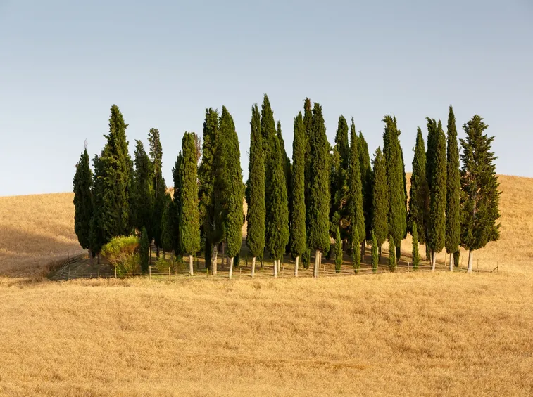 Siepi foglie