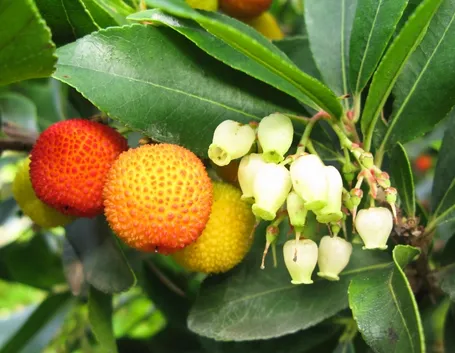 Fiori frutti corbezzolo