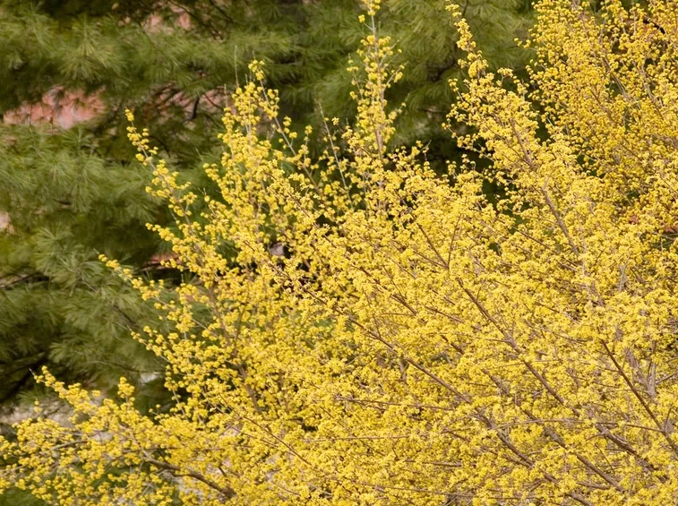 Fiori corniolo