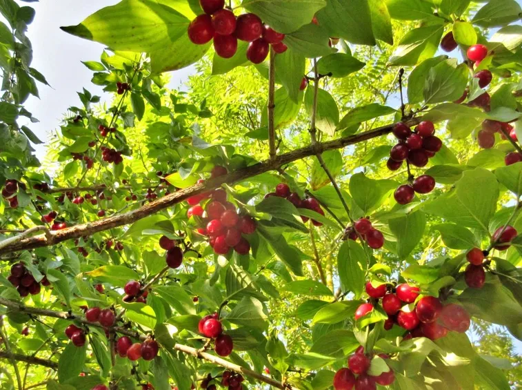 Concime piante ornamentali