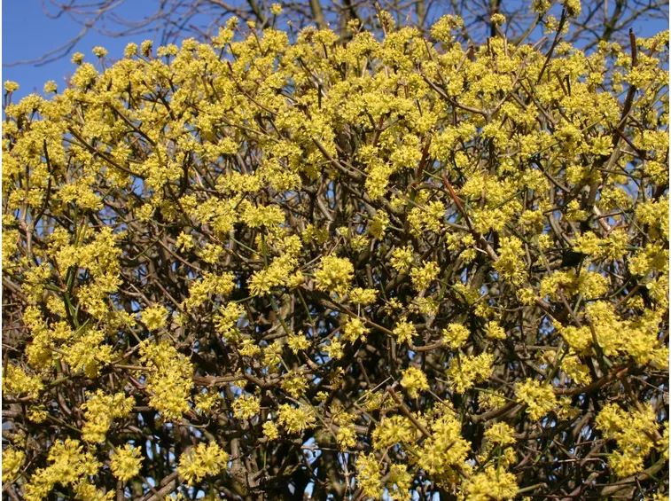 Corniolo fiori