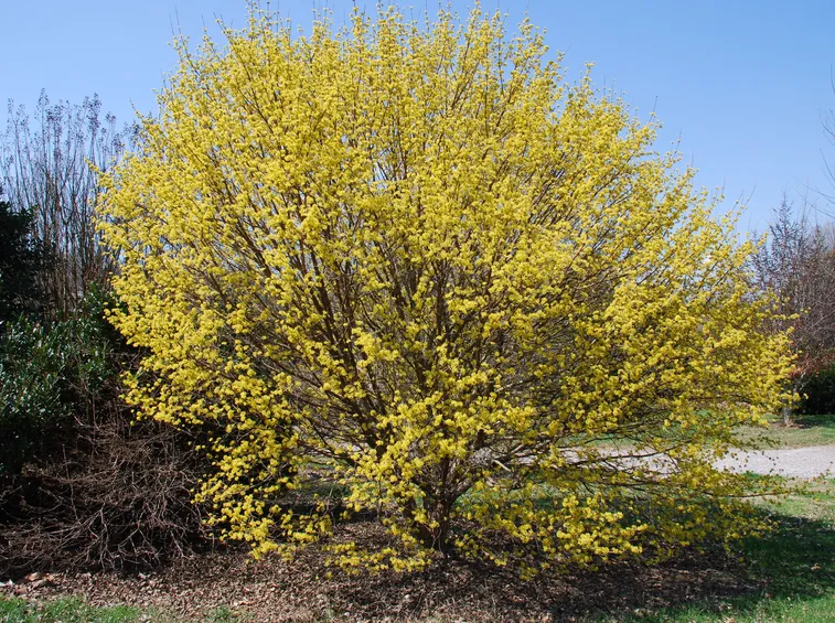 cornus mas