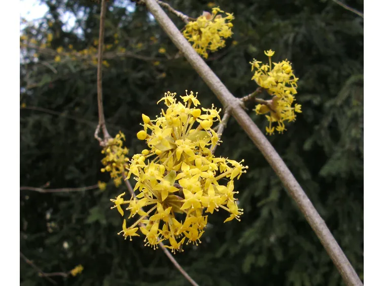 cornus mas