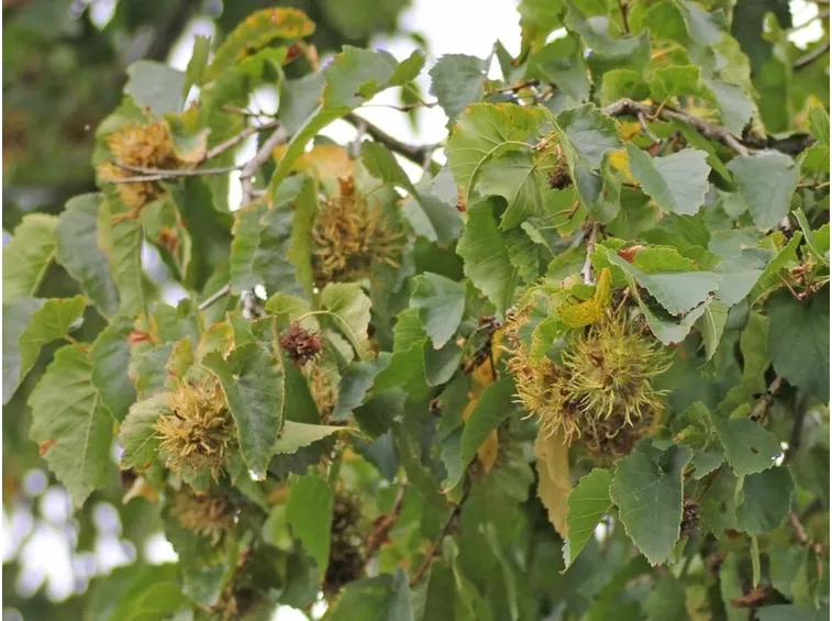 Corylus