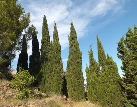 Cipresso alberi