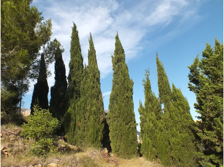 Cipresso alberi