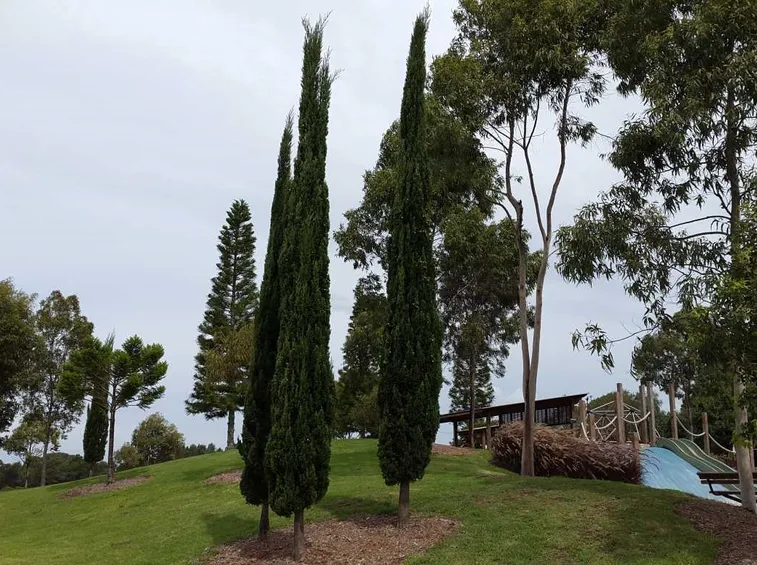 cupressus sempervirens
