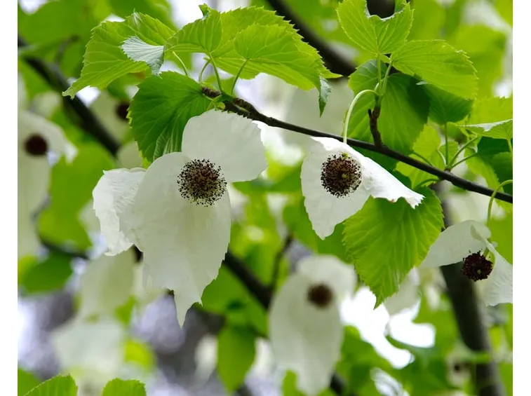 Davidia fiori