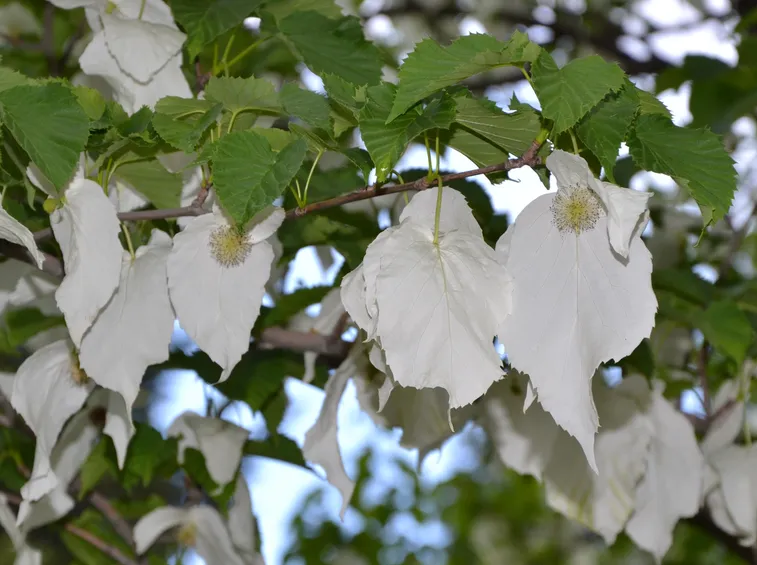 davisia involucrata var