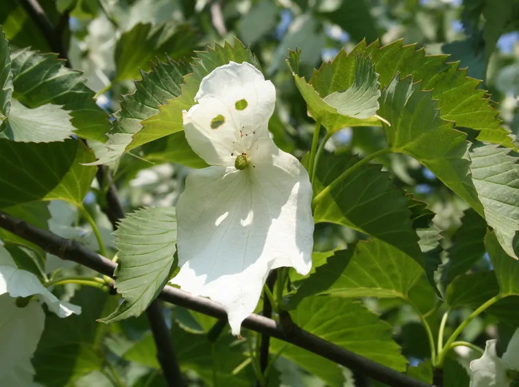 fiore albero dei fazzoletti