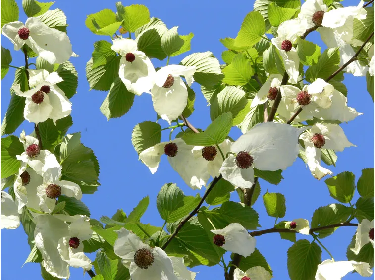 fioritura albero dei fazzoletti