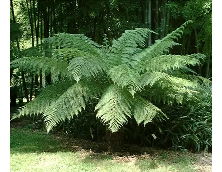 Dicksonia