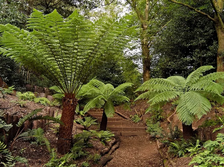 dicksonia