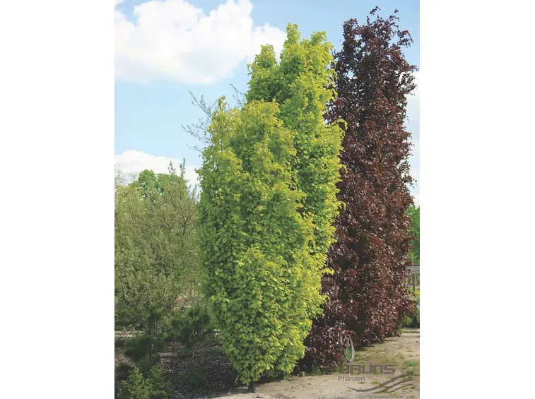 Fagus sylvatica “Dawyck Gold”
