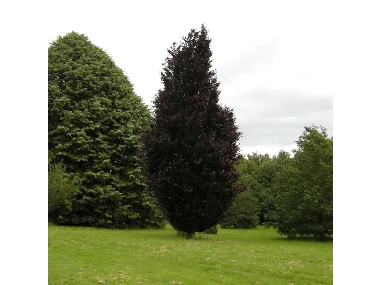 Fagus sylvatica “Dawyck Purple”