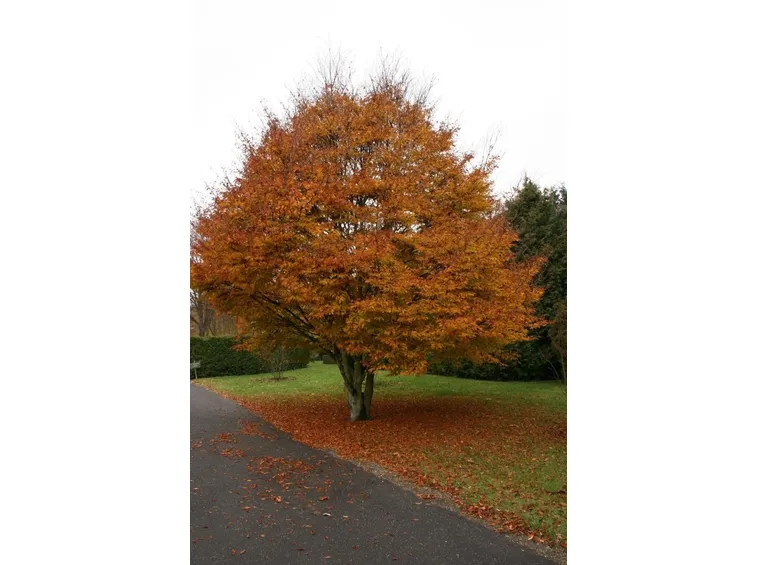 Fagus sylvatica ‘Aspelenifolia’ 