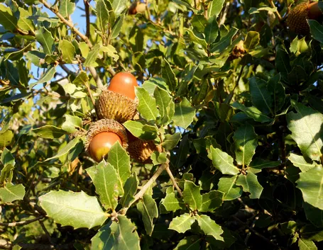 Quercia