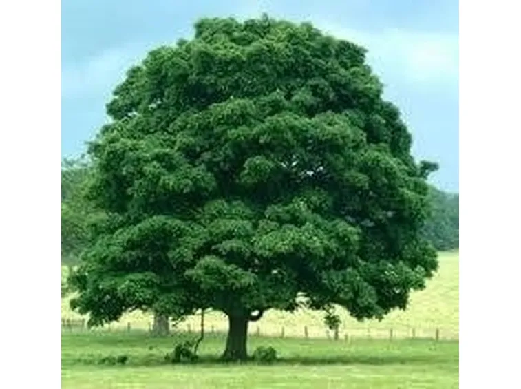 quercia