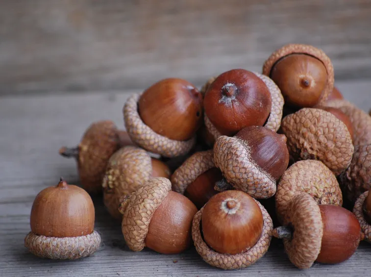 clima quercia
