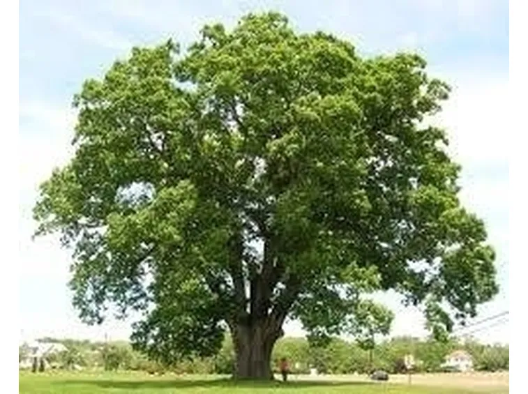 Irrigazione quercia