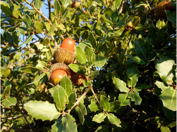 Quercia