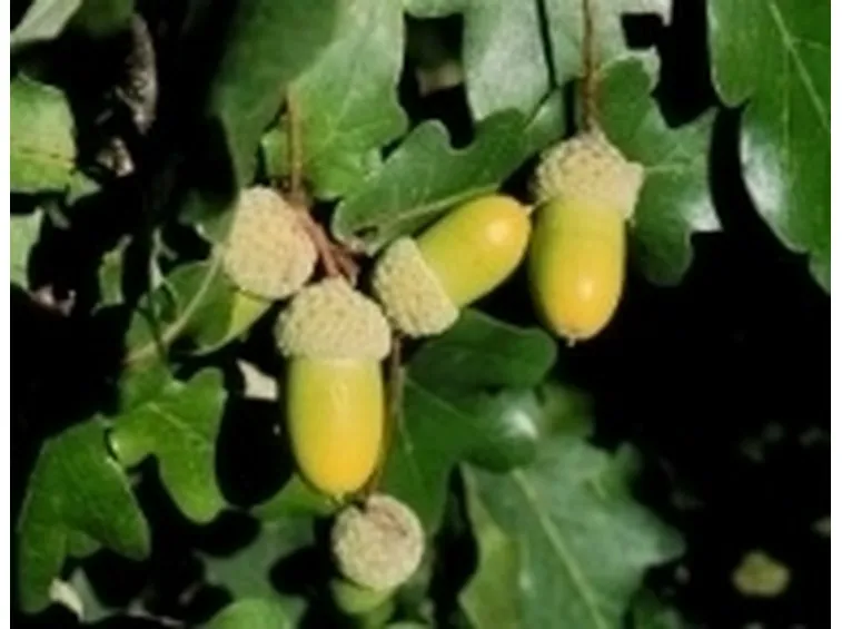 Quercia