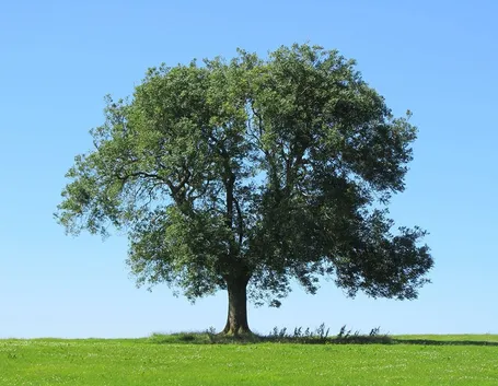 Albero frassino