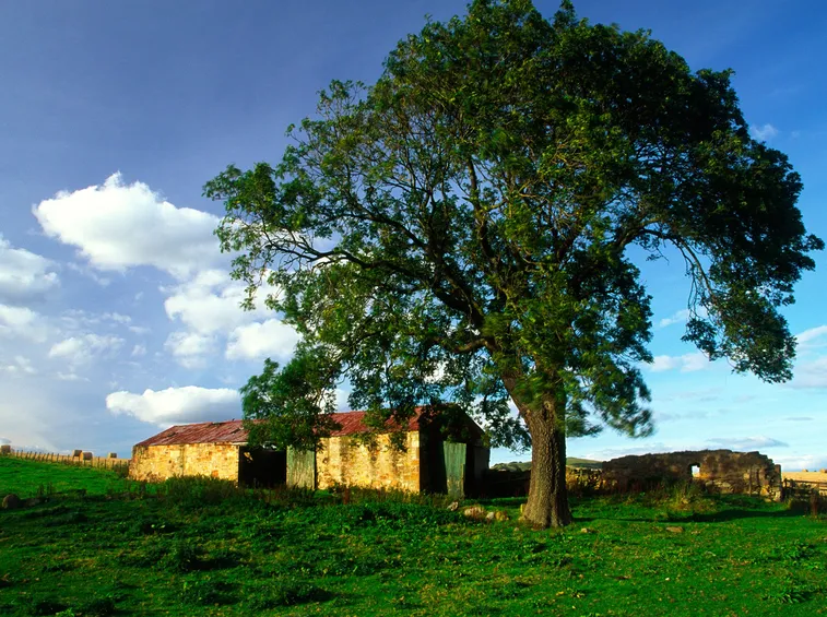 Rami albero frassino
