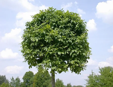 Frassino albero