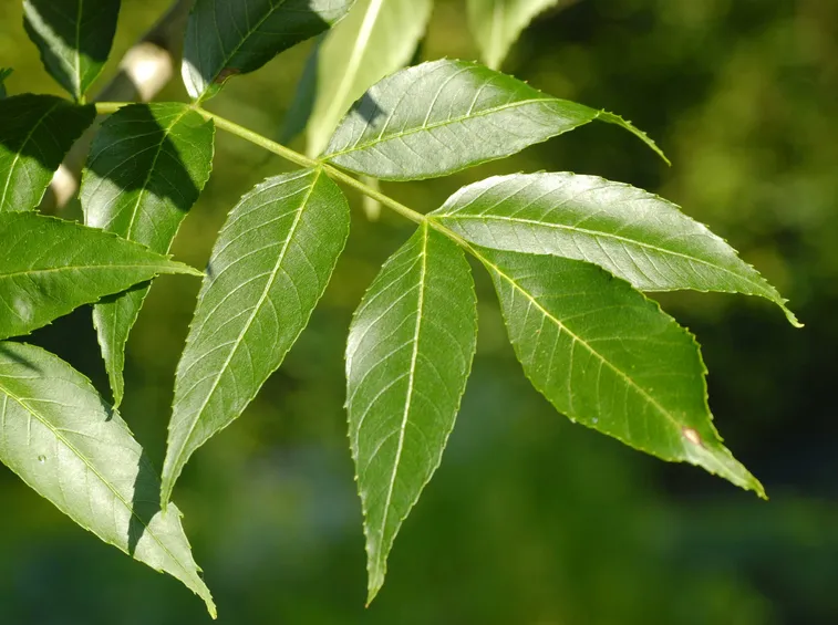 fraxinus excelsior foglie