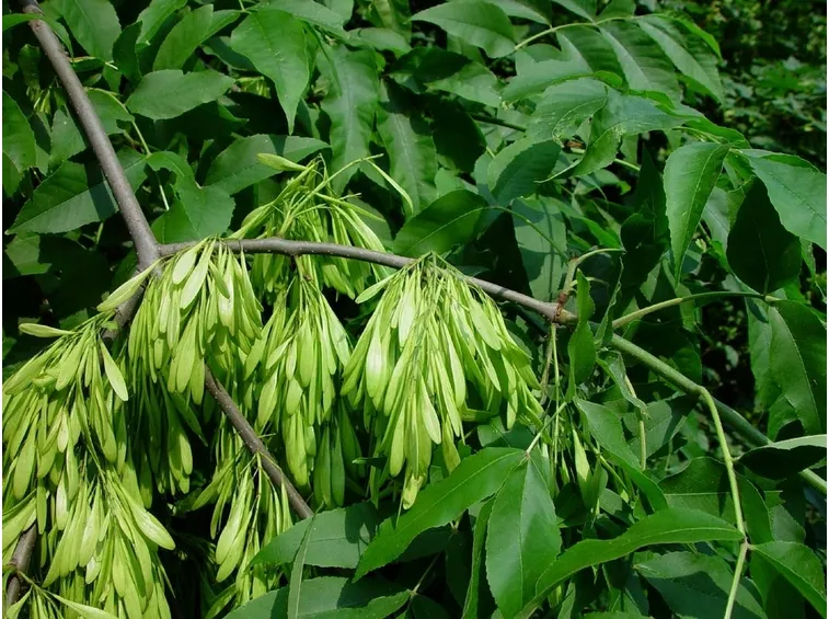 frassino