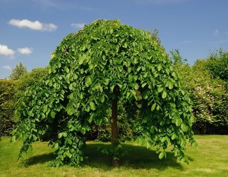 Albero gelso