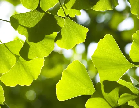 Foglie ginkgo biloba