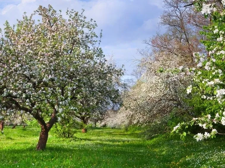 piante da giardino