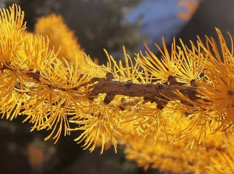 Ramo larice autunno