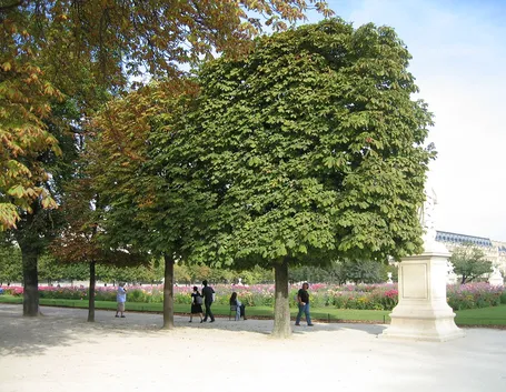 Ippocastano pianta