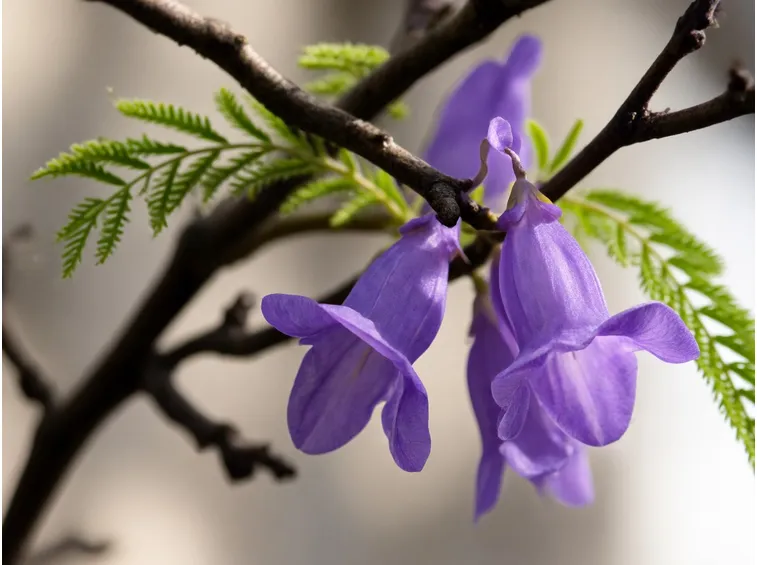 fiori jacaranda
