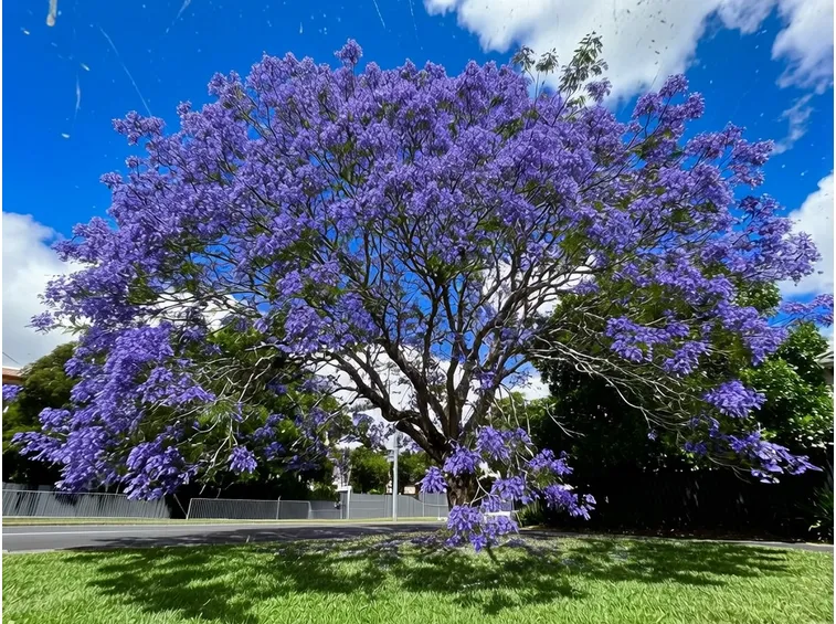 Potatura Jacaranda