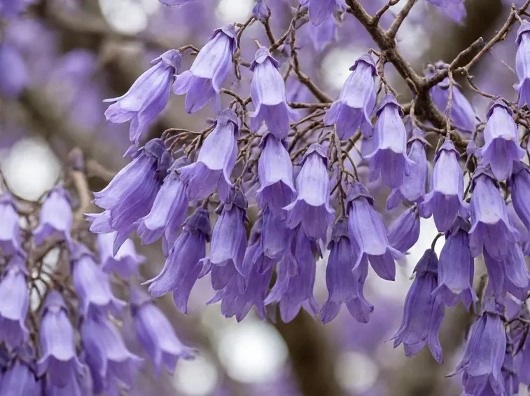 jacaranda fiori