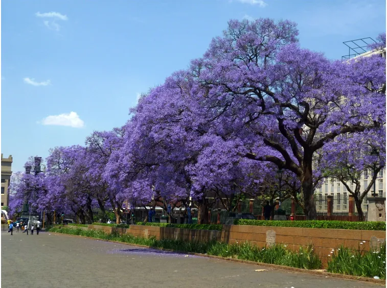 Jacaranda Mimosifolia