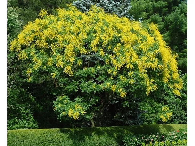 Koelreuteria albero