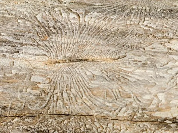 Grafiosi corteccia albero