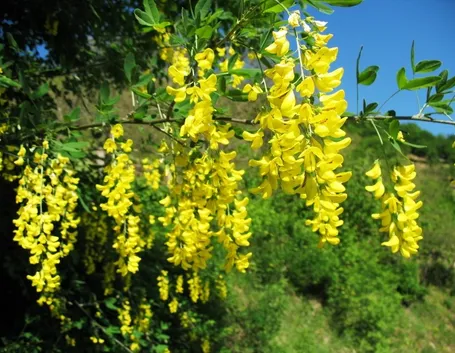 Laburno, fiori