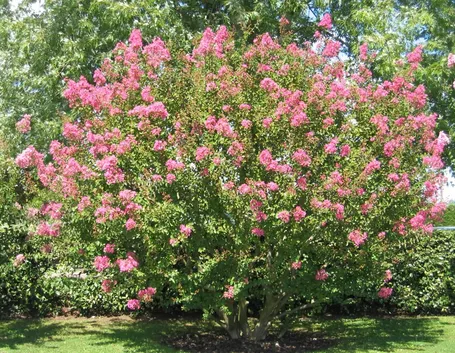 Lagerstroemia