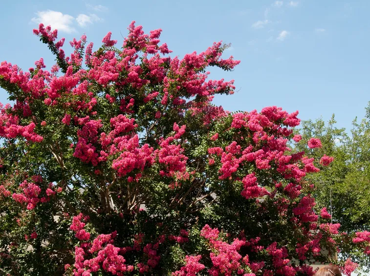 lagerstroemia fiorita