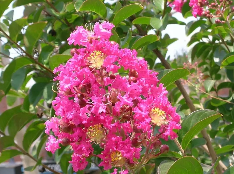 Potatura lagerstroemia