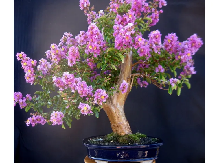Lagerstroemia bonsai