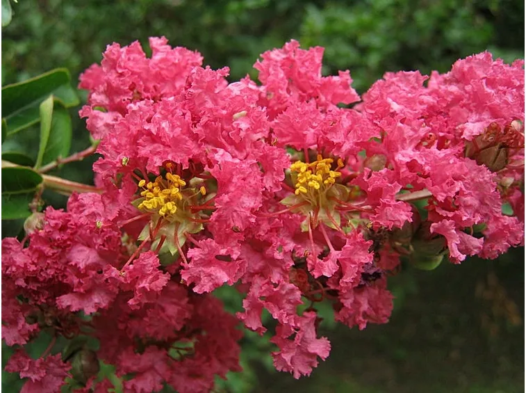 lagastroemeria indica