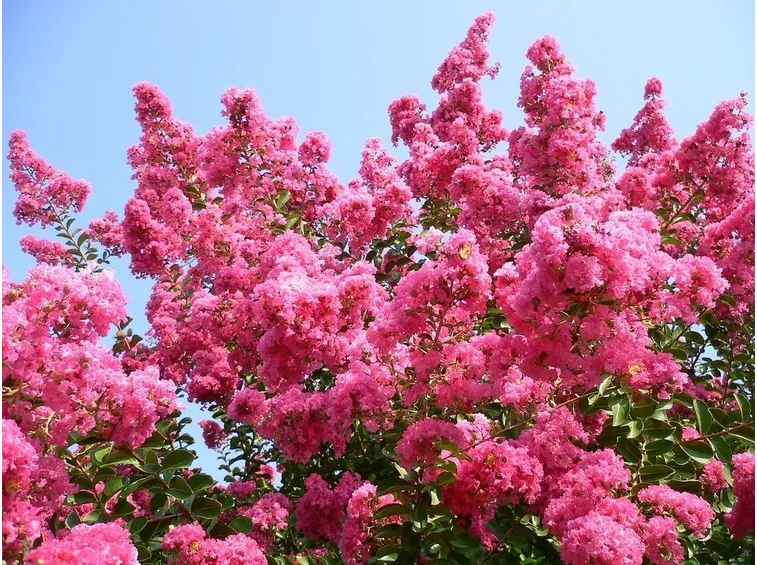 lagerstromenia